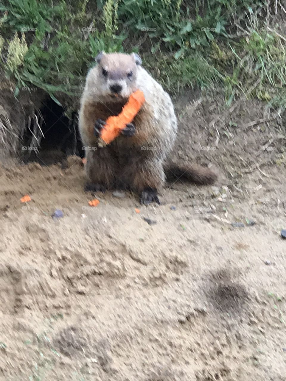 A friendly woodchuck eating near the parking garage at Empire State Plaza, NY. 