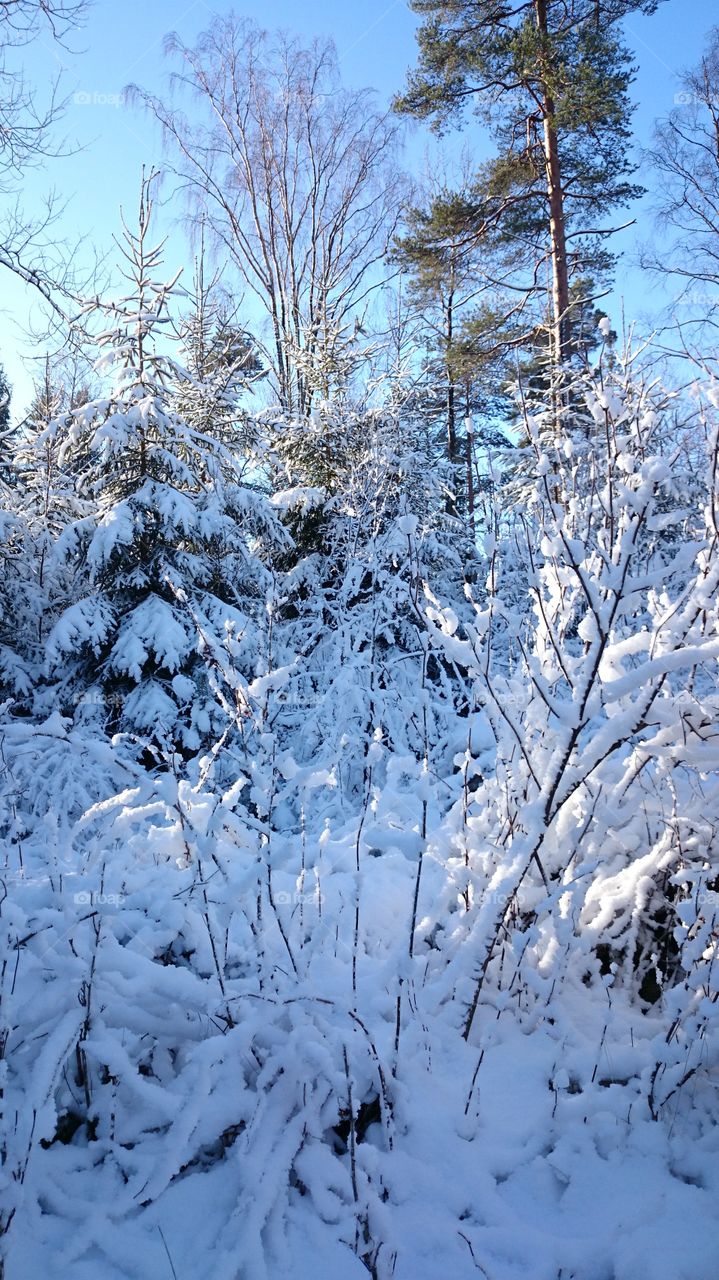 Winter in Swedish forest