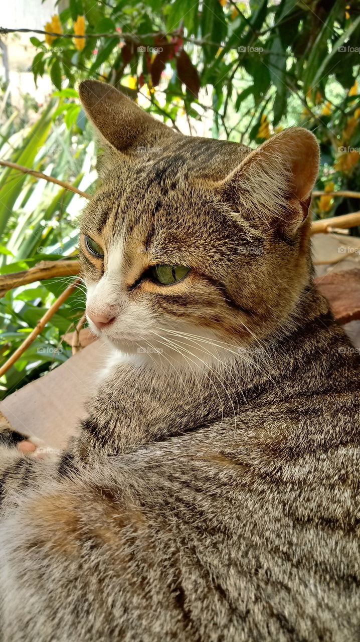 ANIMAL FELINE CAT RELAX