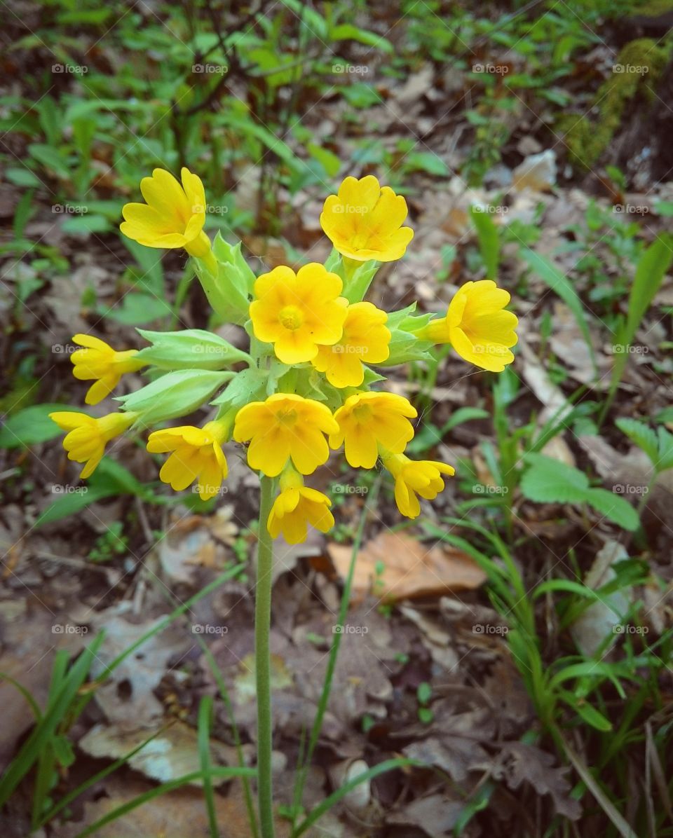 Close-up of yellow flower