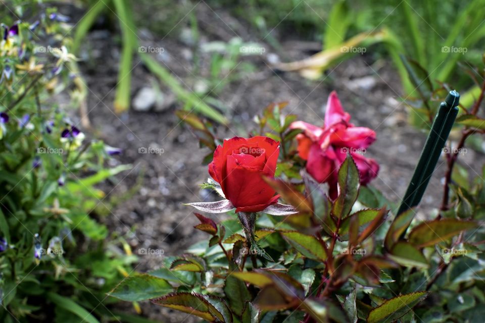 Roses 🌹