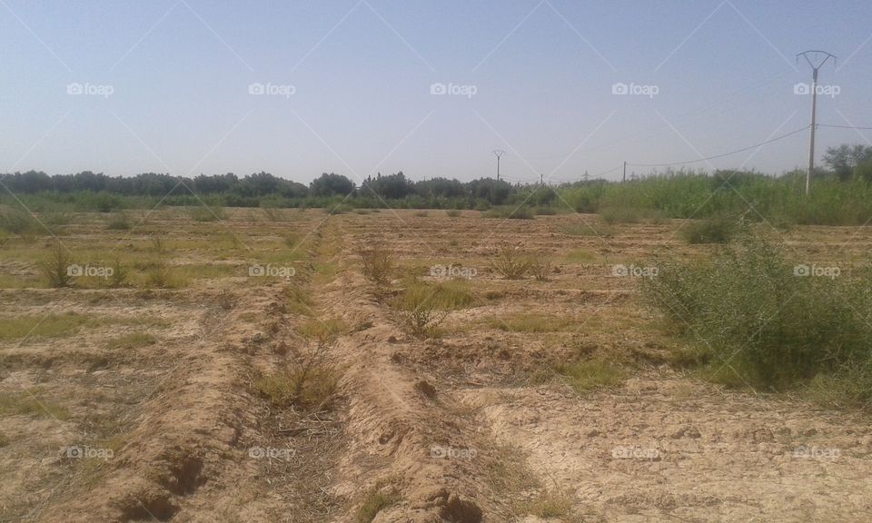 Landscape, Agriculture, Farm, No Person, Field
