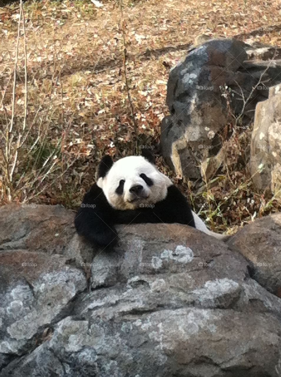 Panda at the National Zoo, Washington DC