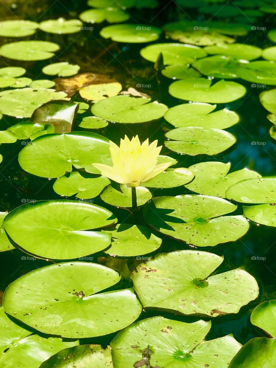Yellow water lily floating in the pond