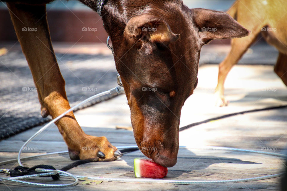 Doberman guard dog is having a piece of watermelon as a treat