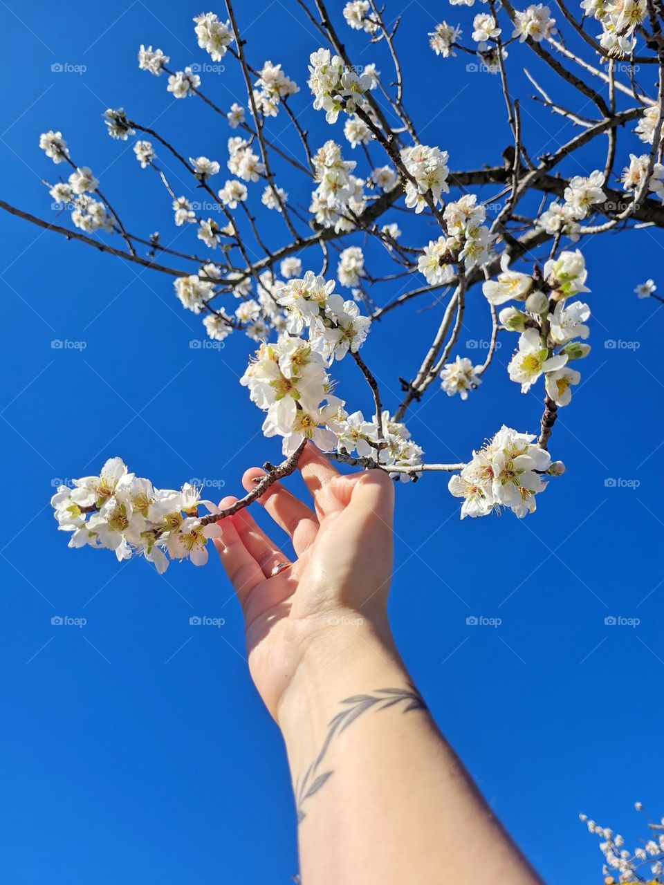 Top view of blooming white flowers at the branch at fruit tree close up.