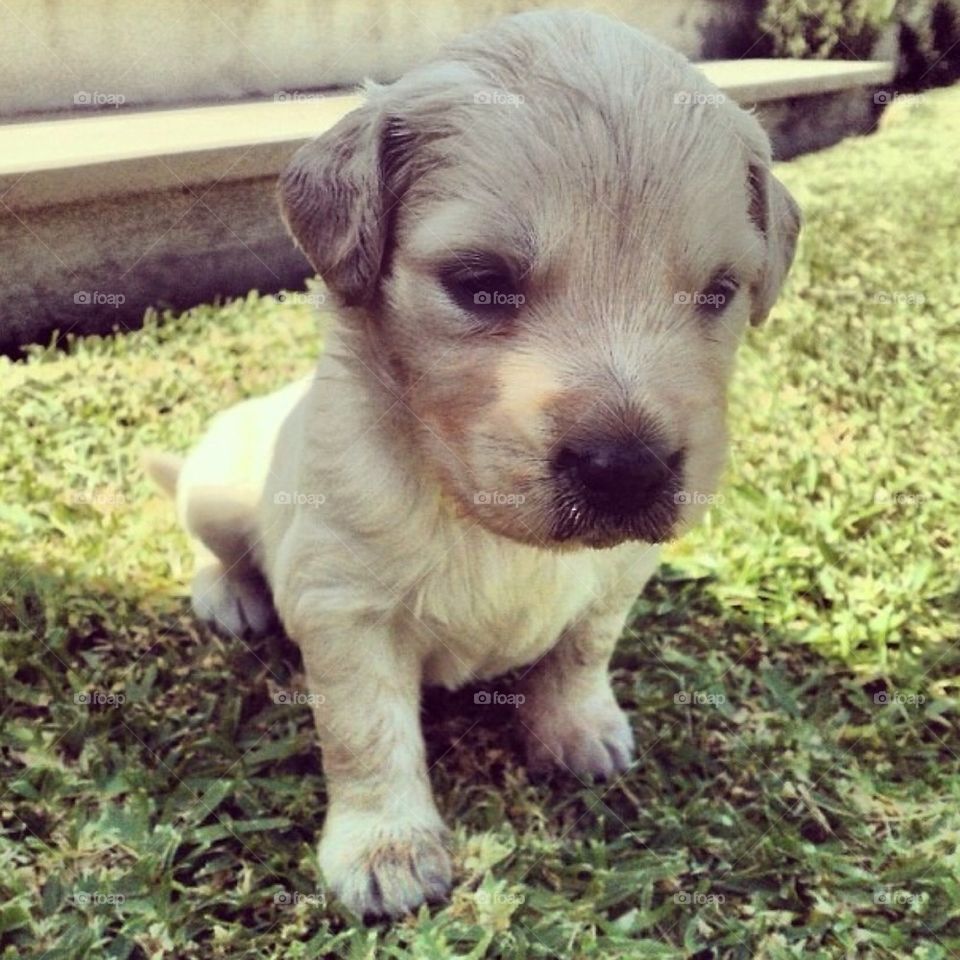Golden retriever puppy