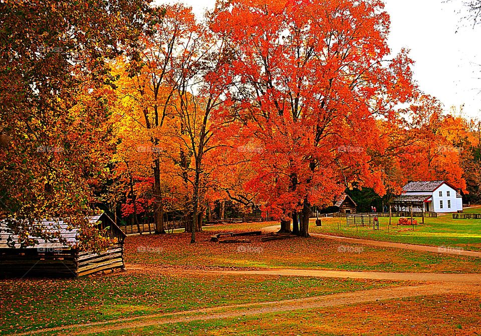 Battle: Summer vs Fall - Fall Farmhouse - From farms to forests, from mountains to valleys , everything everywhere puts on a show before it all gets too cold to flaunt it Beautiful Fall colors