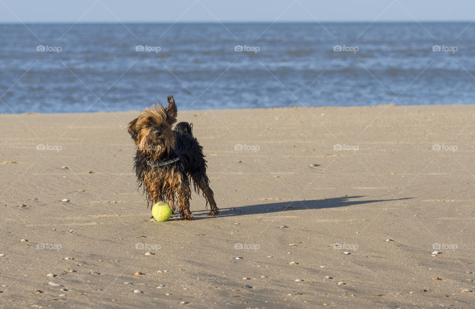 Dog playing with ball on beach