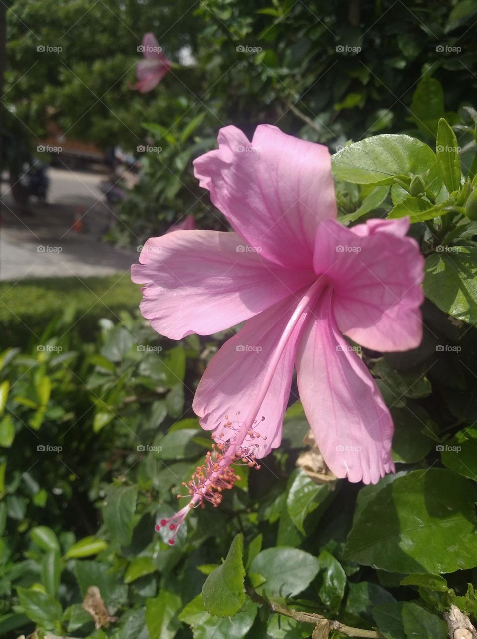 pink flower seasonal fresh shurb small size looks very beautiful generally found everywhere