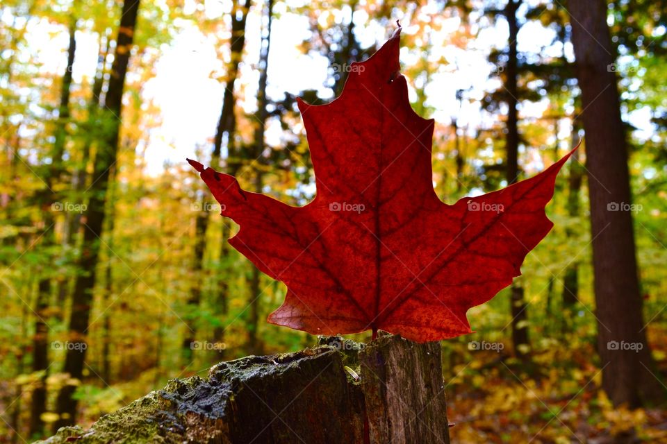 Fall, Leaf, Wood, Nature, Maple