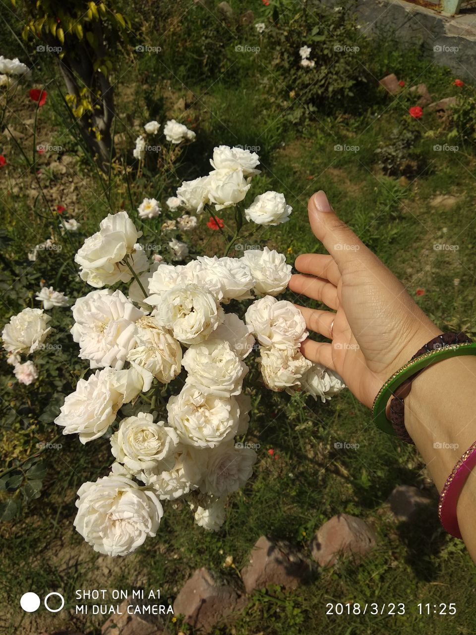 30 roses on one stem