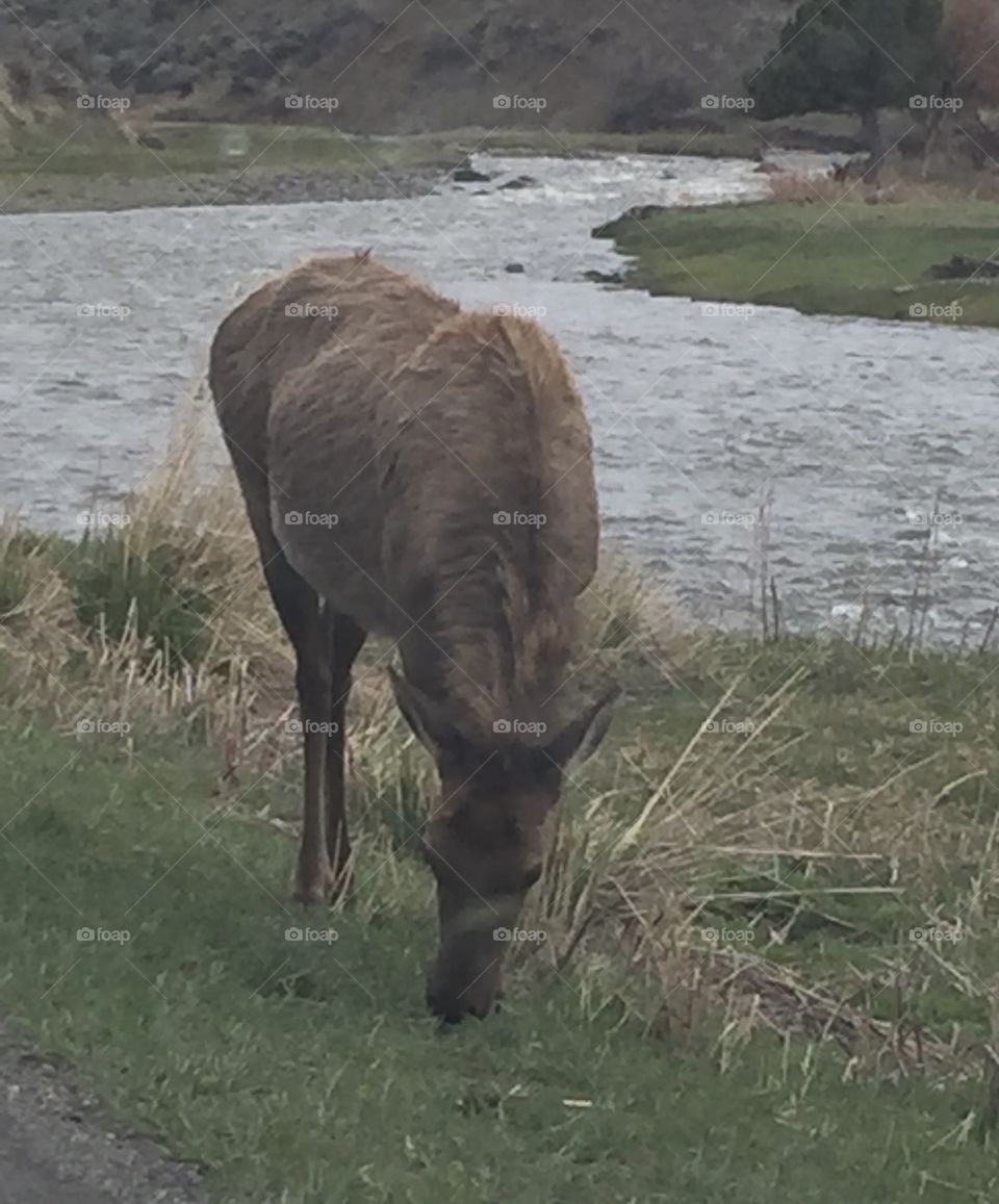 Elk on the banks of Yellowstone River. 