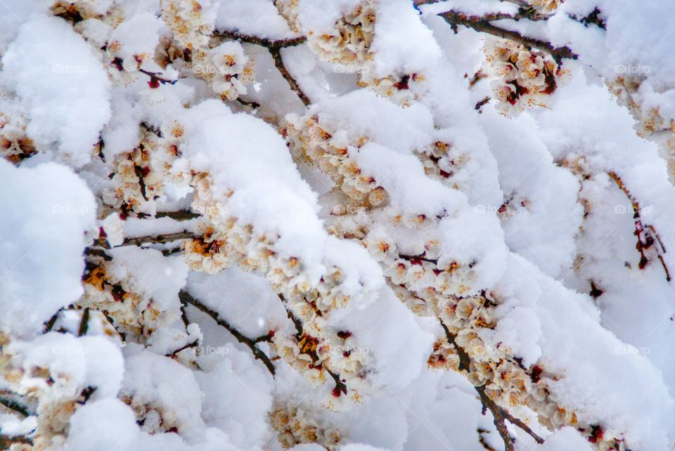 Close-up of blooms tree branch covered in snow