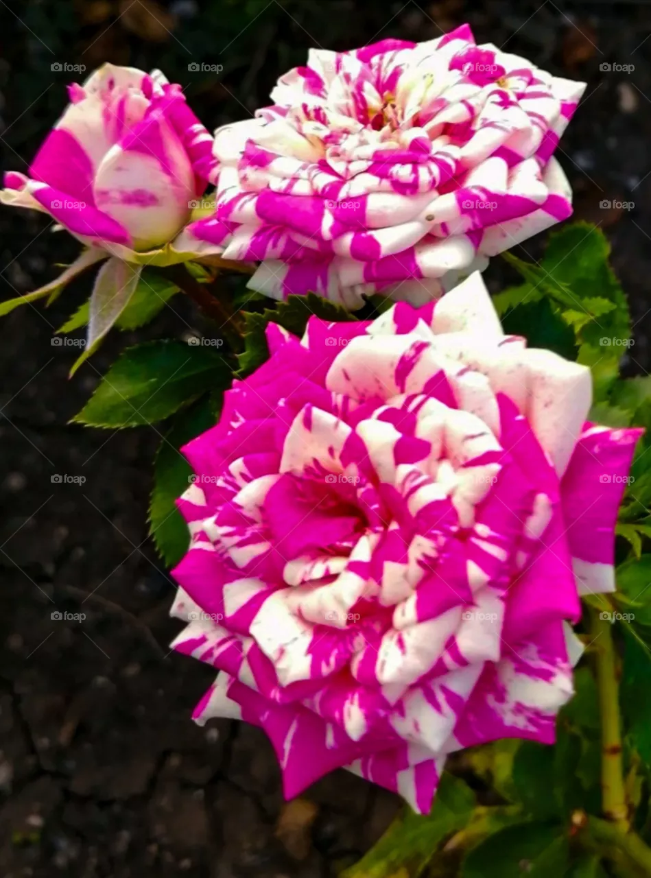 Roses