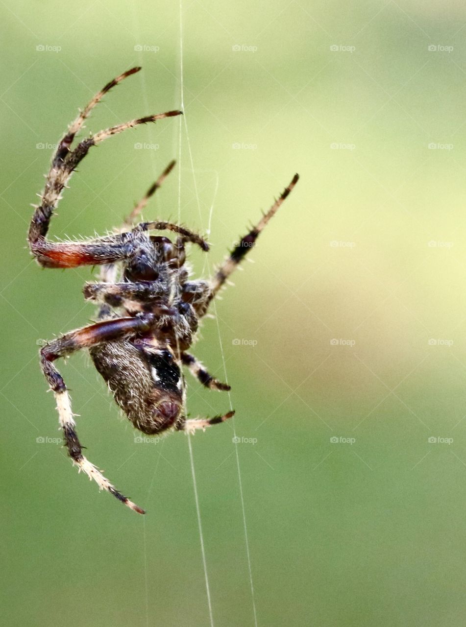 Spider spinning a web