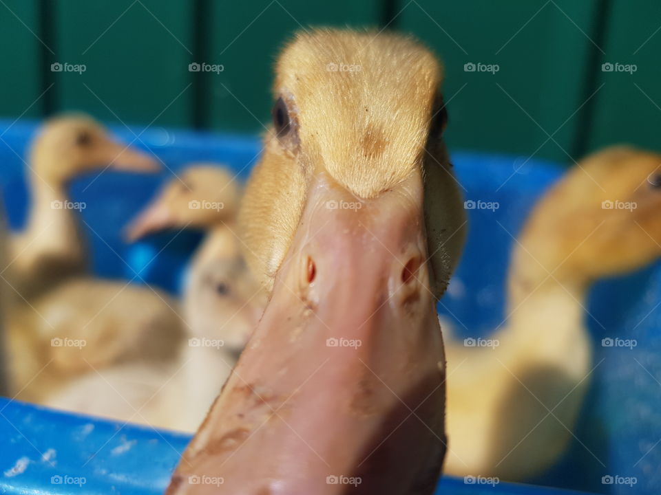 A friendly duckling saying hello