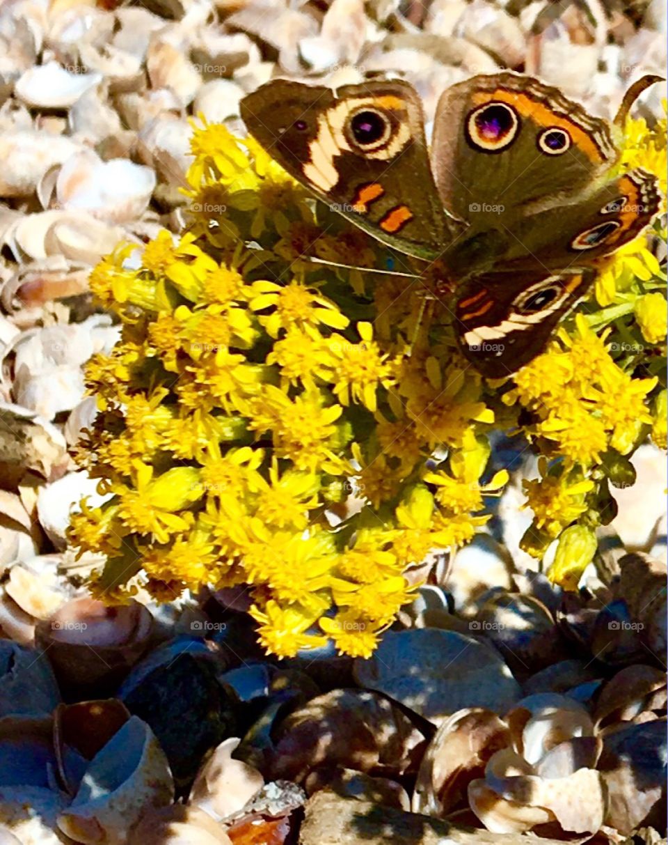 Butterfly on yellow flower