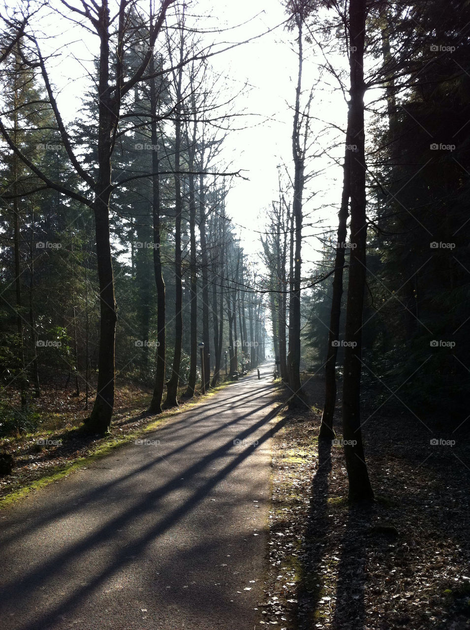 shadow trees forest woodland by andyamc