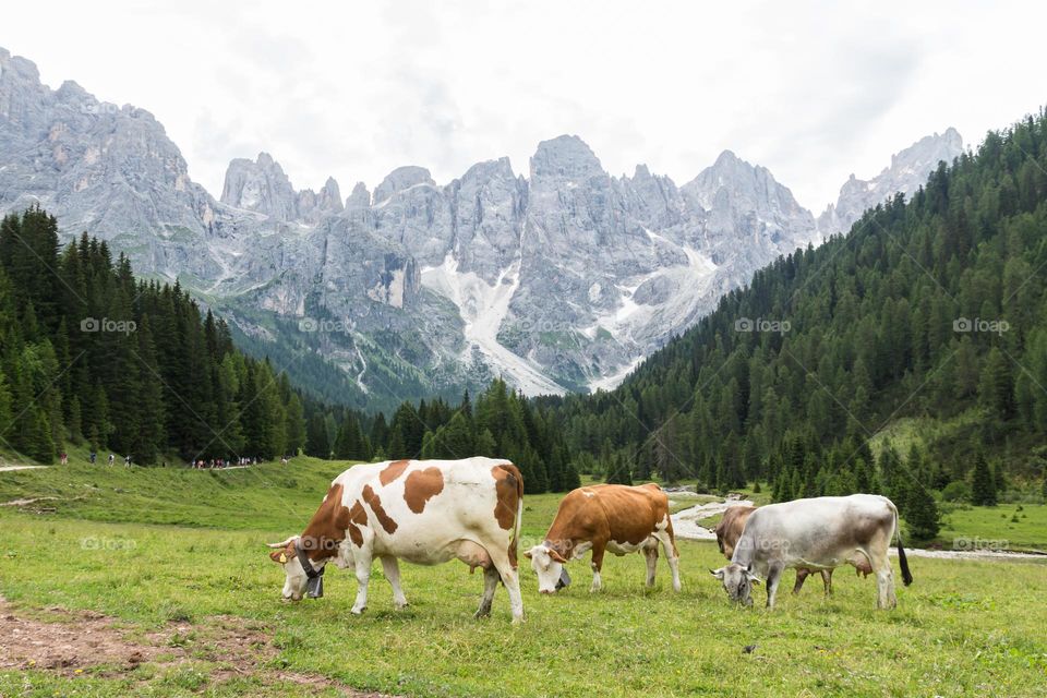 Cows grazing in the countryside in the beautiful mountains of the Dolomites Italy 