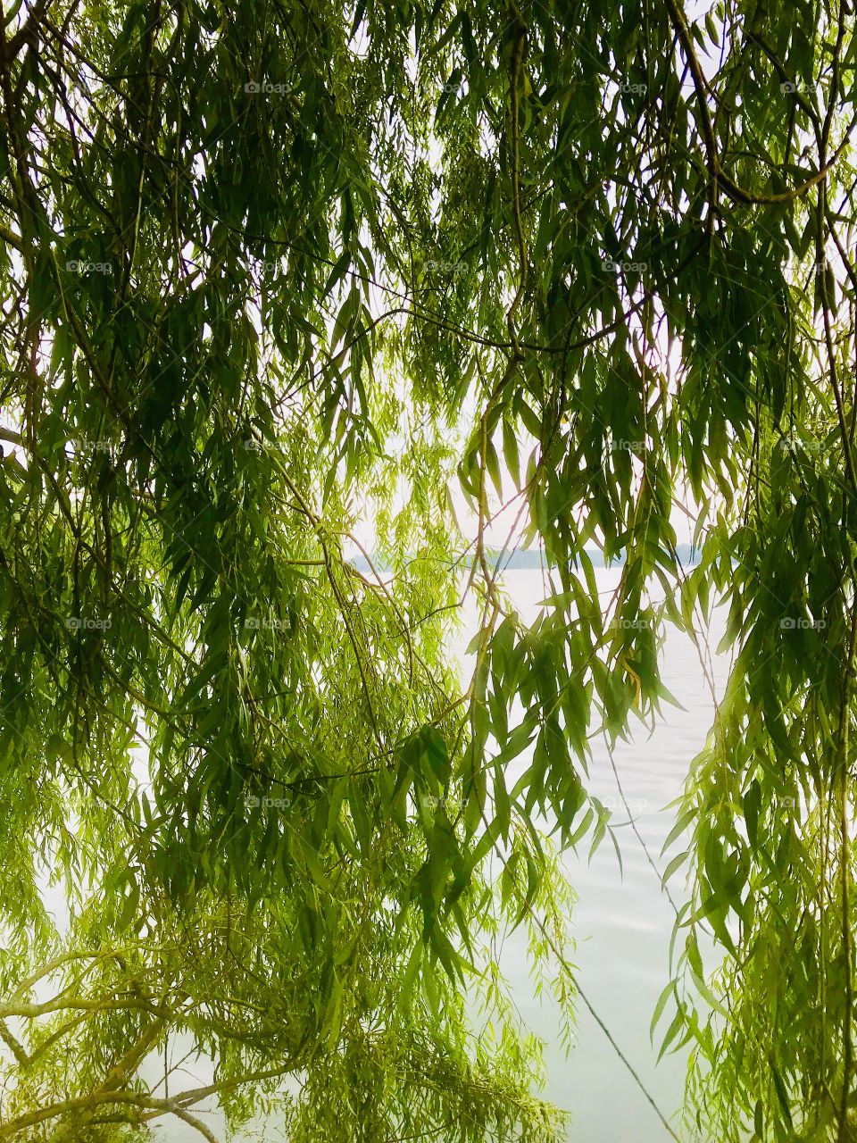 Willow tree in front of Hamlin Lake—taken in Ludington, Michigan 