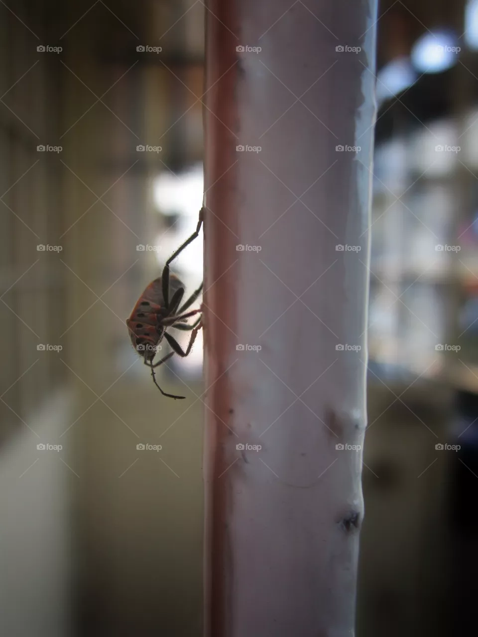 bug
