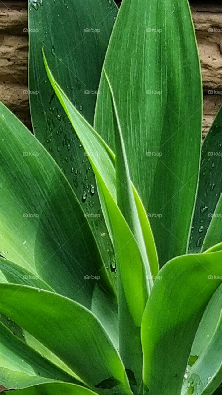 beautiful green plant after the rain.