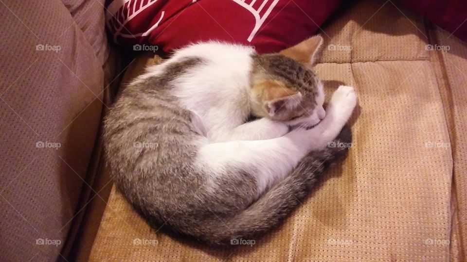 Curled up