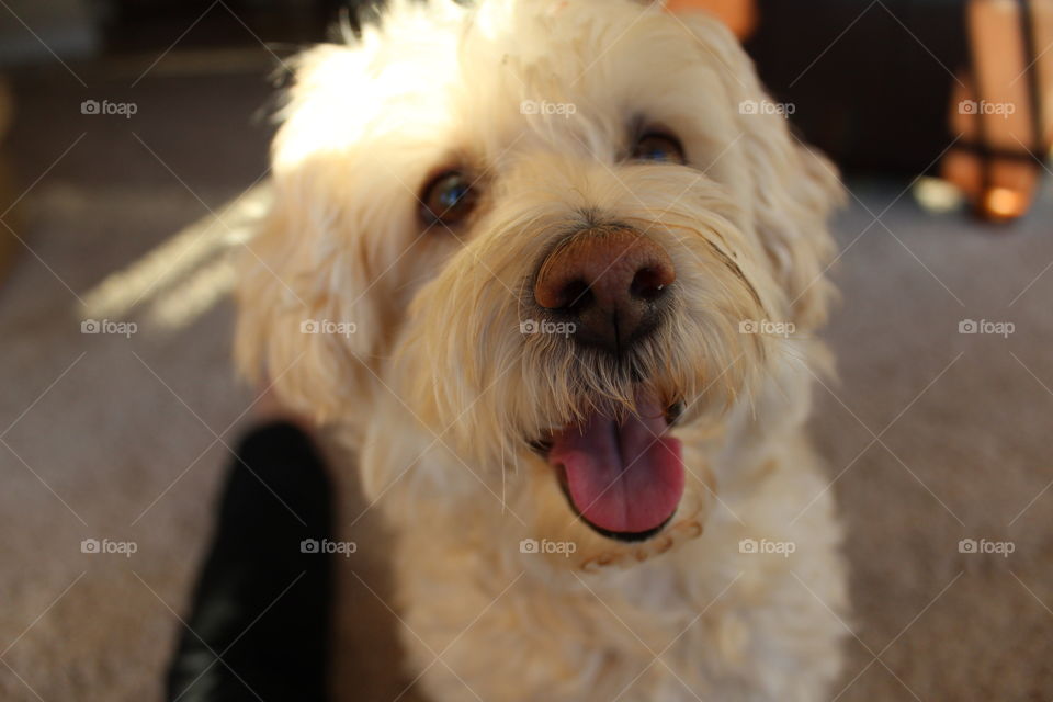 Happy dog. Happy happy dog