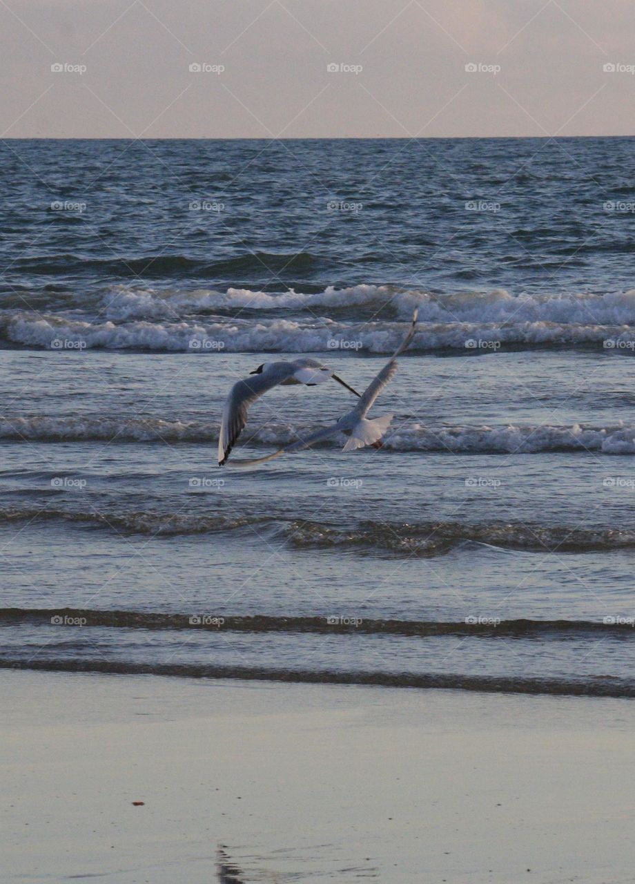 I was watching the nature