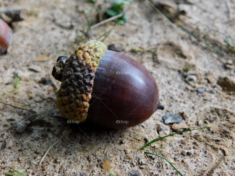 Falling from the Trees