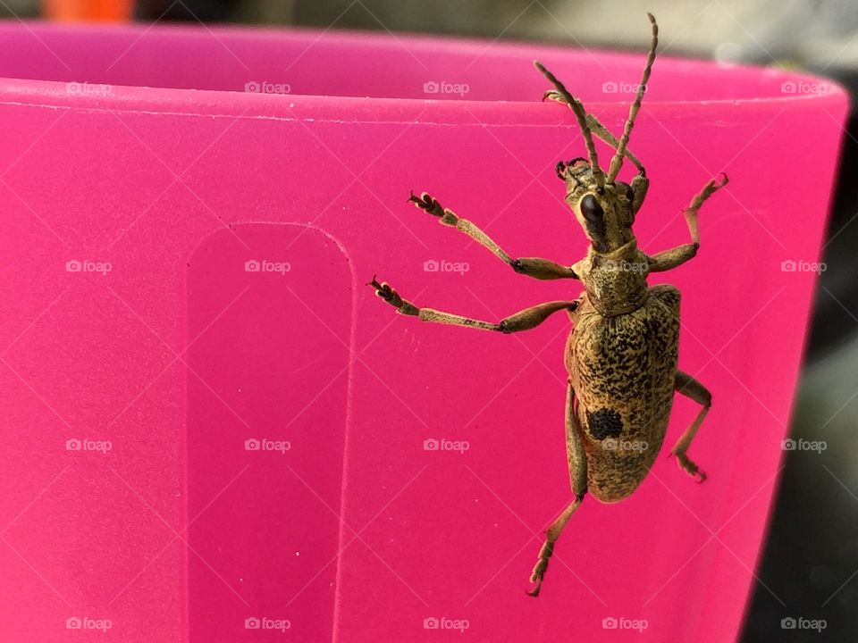 Close up of an insect