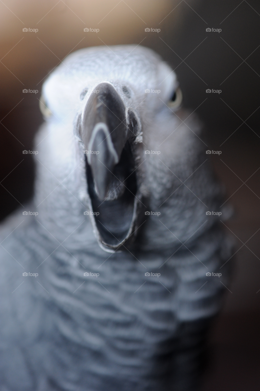 macro face grey bird by lightanddrawing