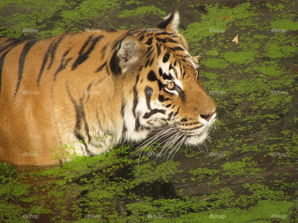 Tiger in the water