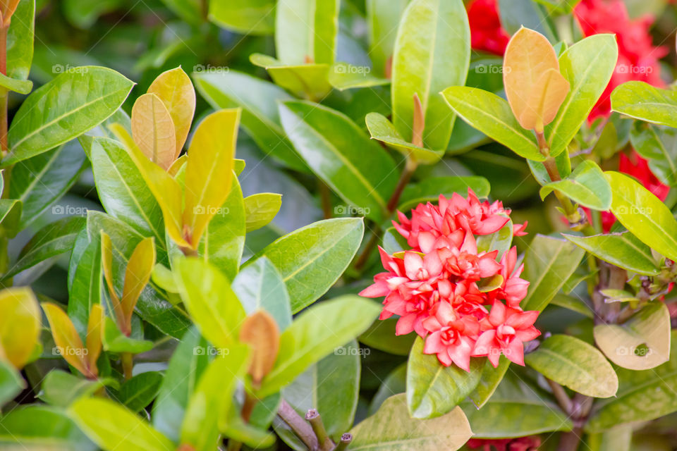 Beautiful Rad Ixora with small flowers in garden.