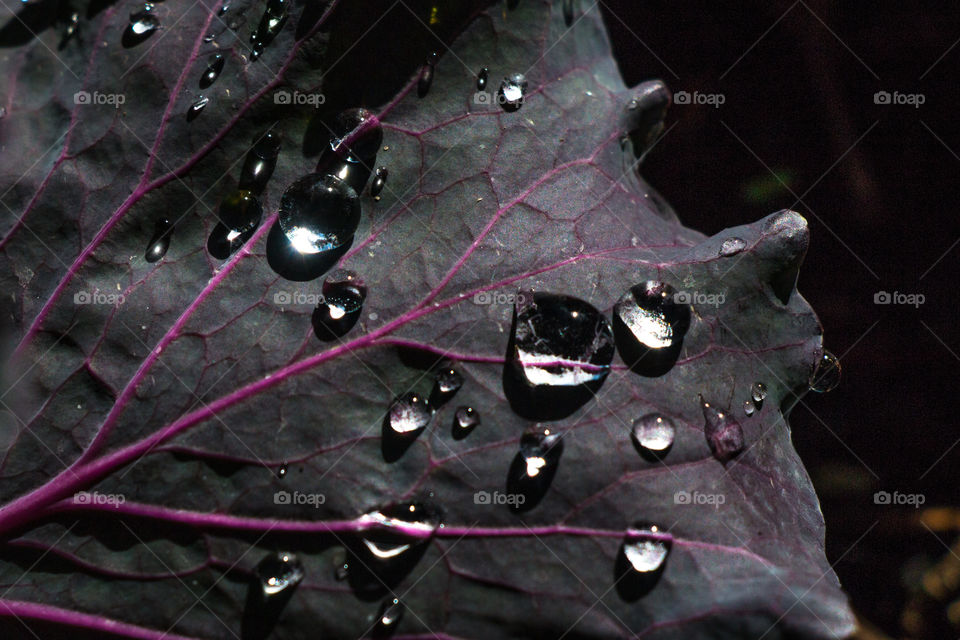Droplets on leaf