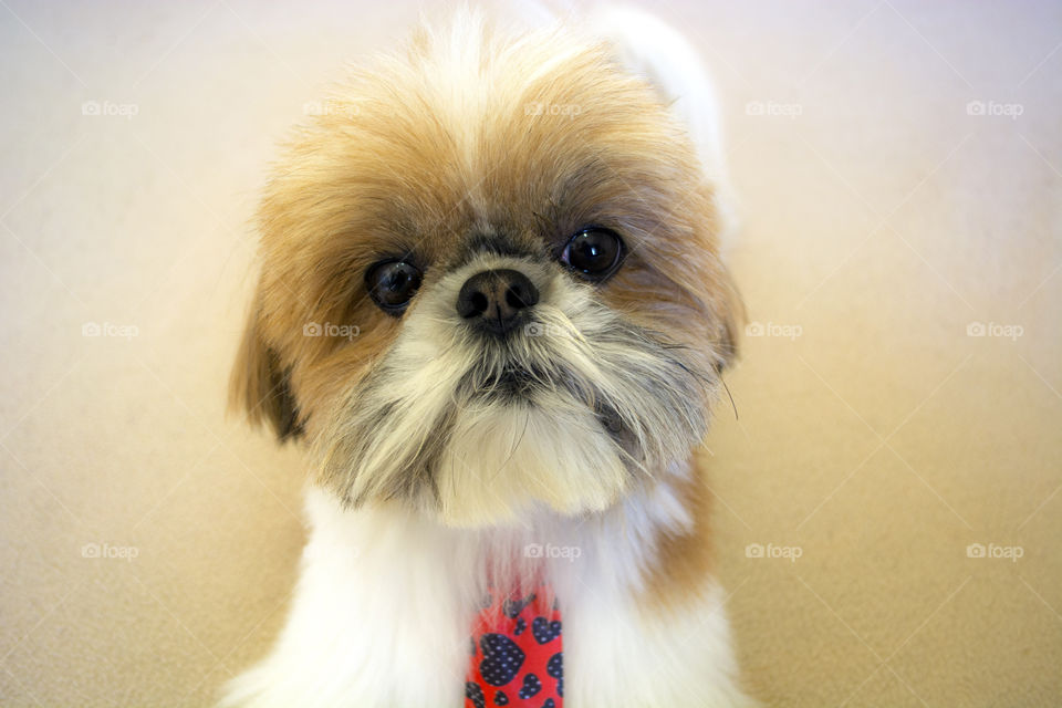 Cute red shihtzu dog