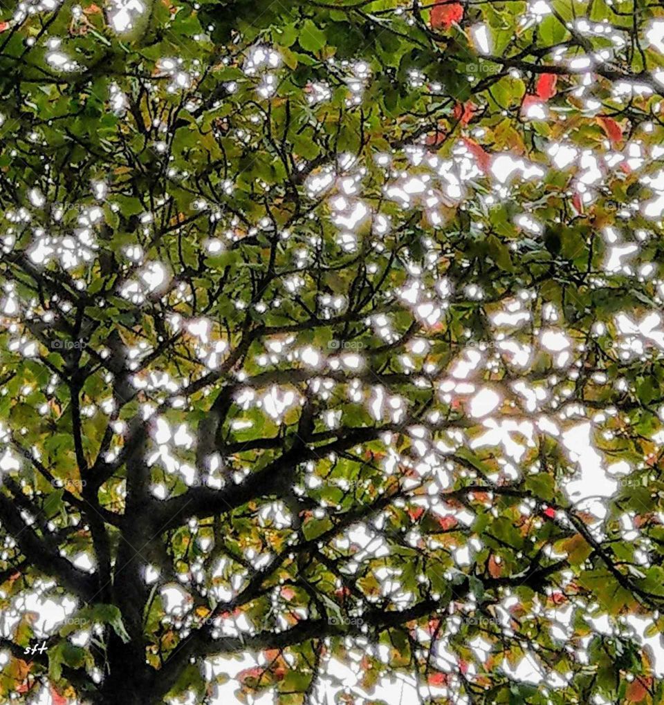 The sunlight behind a green tree that became a beautiful and brilliant painting.