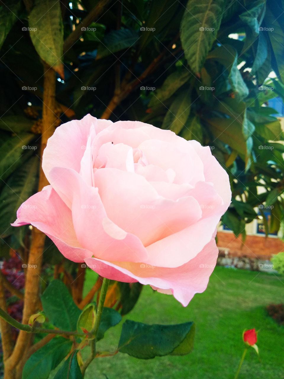 pink flower in a garden