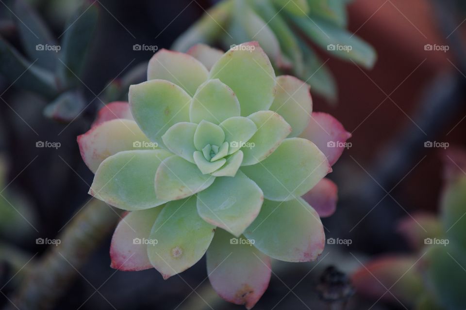 Succulent in the garden 