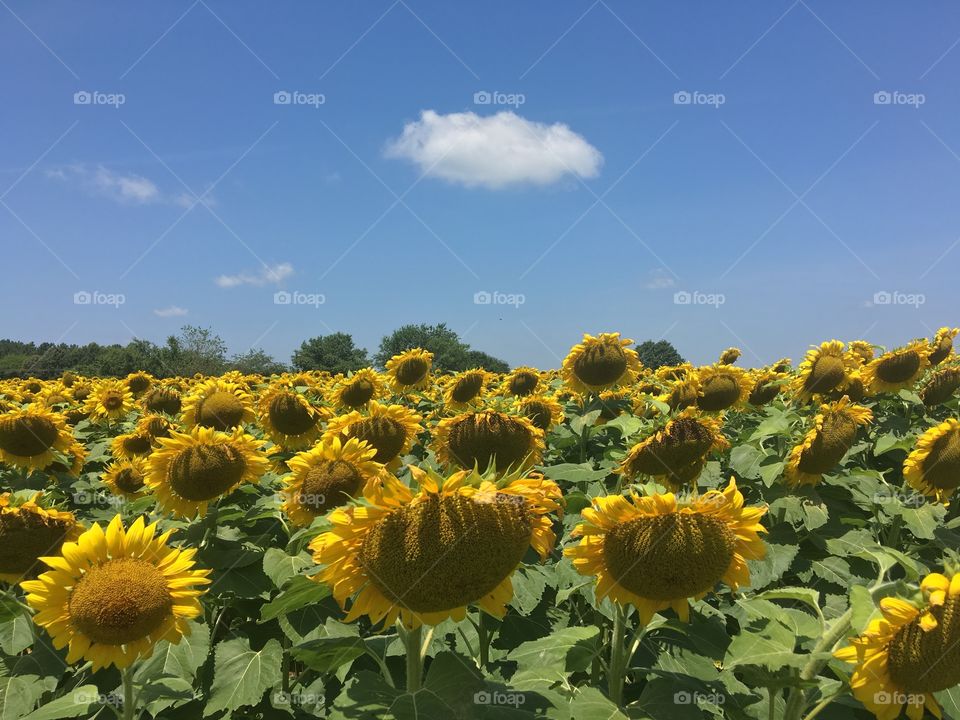 Sunflower field along the Neuse River Trail at Brownfield Road in Raleigh, North Carolina