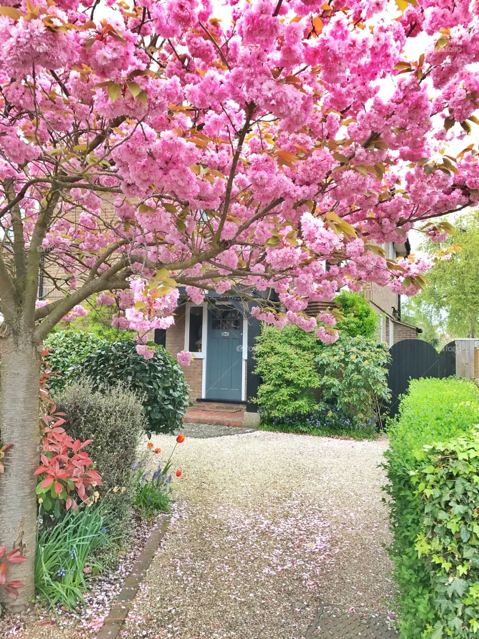 Pink cherry blossom tree in front of a house in London, UK