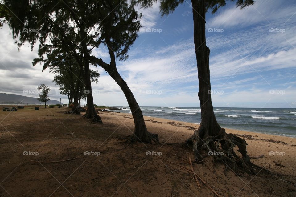 Ironwood Trees Along the Shore. Ironwood trees in a beachside park in Haleiwa, Hawaii.