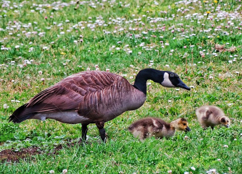 Mother Goose. Protective Mother Goose With Hatchlings
