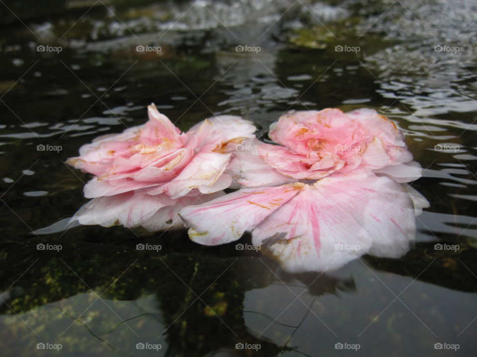 Flower, Pool, Nature, Water, No Person