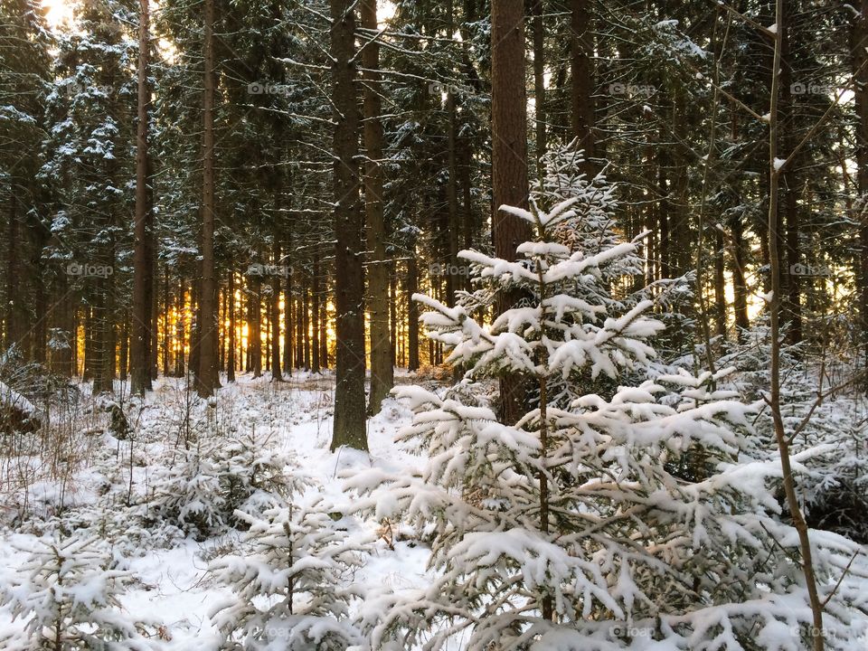 View of forest in winter