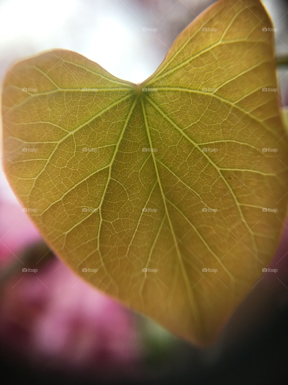 Tiny leaf