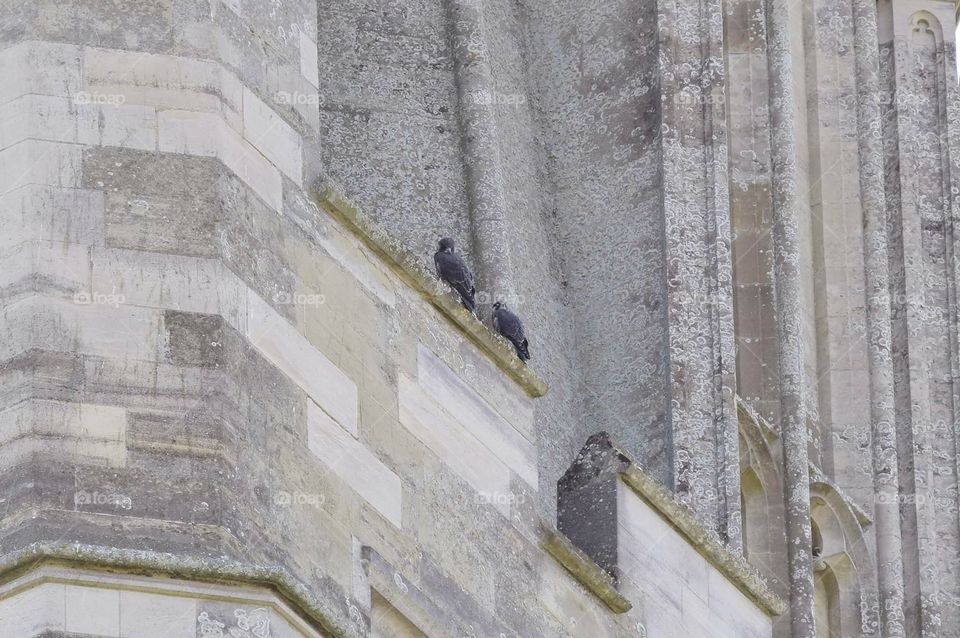 Chichester Peregrine's at the cathedral