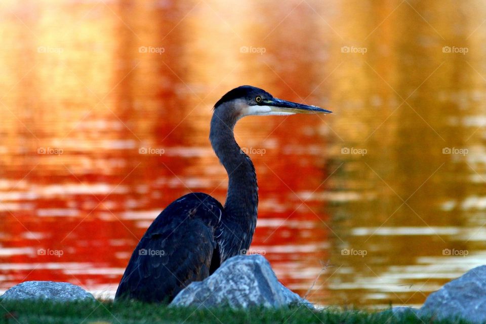 Blue Heron Against Fall Orange Pond 