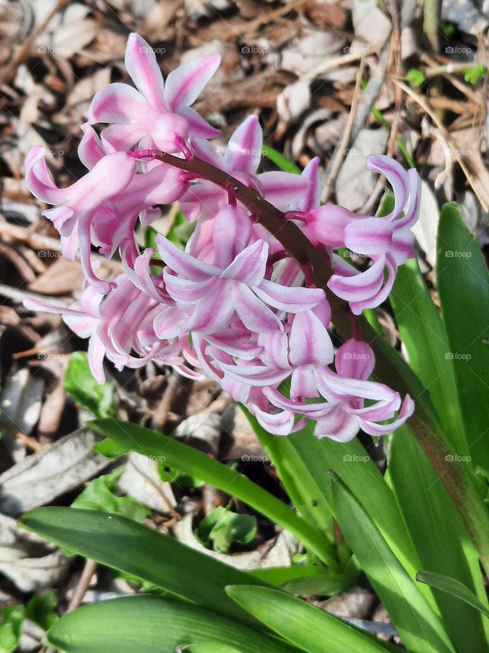 spring in the garden